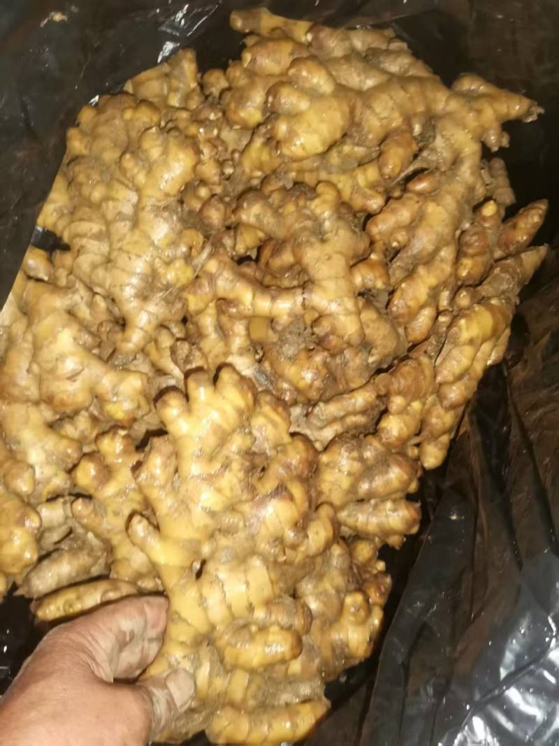 小黄姜生姜窖姜大量供应可视频看货欢迎来电采购洽谈