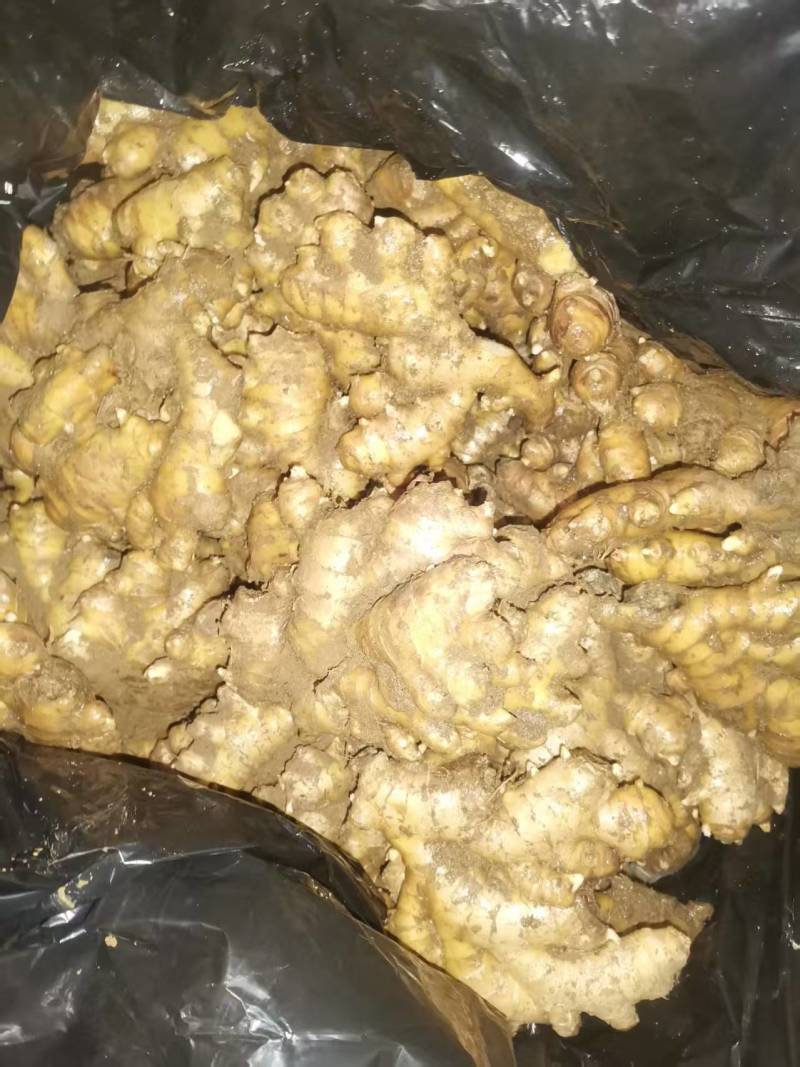 小黄姜生姜窖姜大量供应可视频看货欢迎来电采购洽谈
