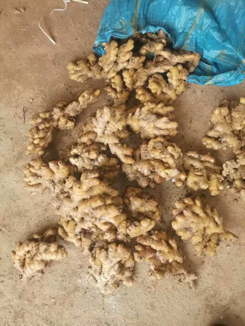 小黄姜生姜窖姜大量供应可视频看货欢迎来电采购洽谈