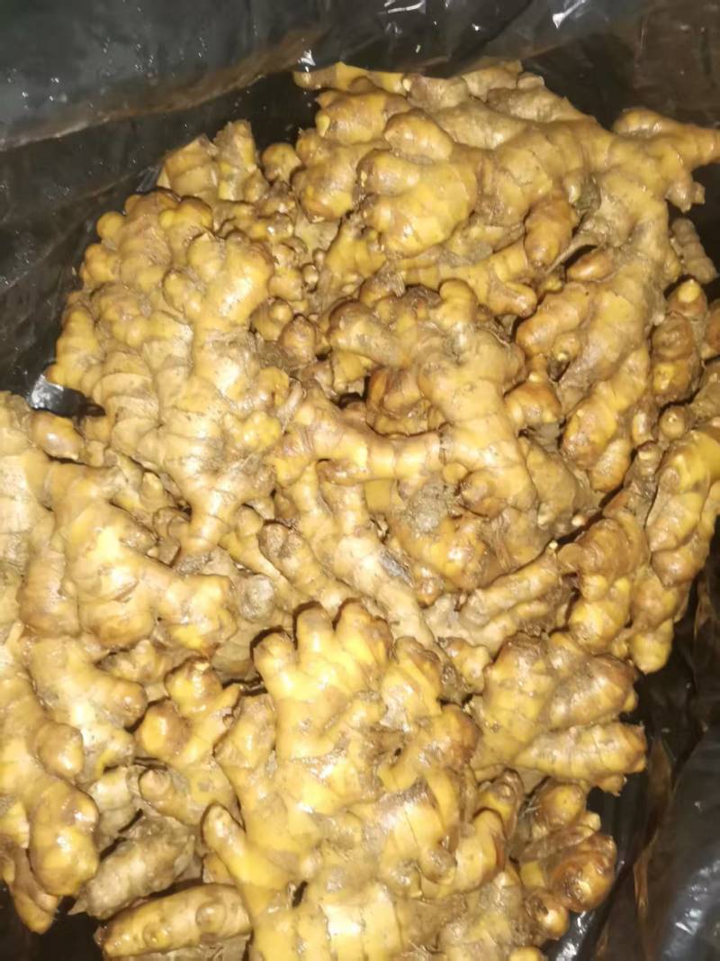 小黄姜生姜窖姜大量供应可视频看货欢迎来电采购洽谈