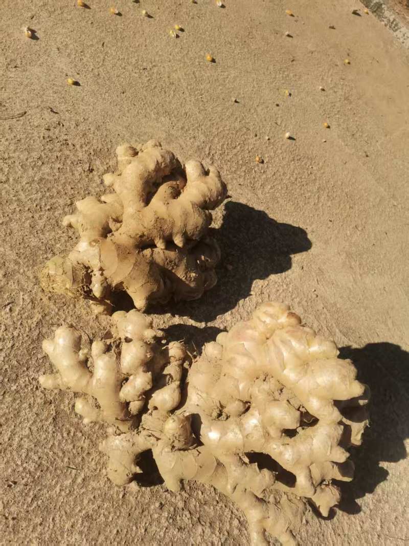 小黄姜生姜窖姜大量供应可视频看货欢迎来电采购洽谈