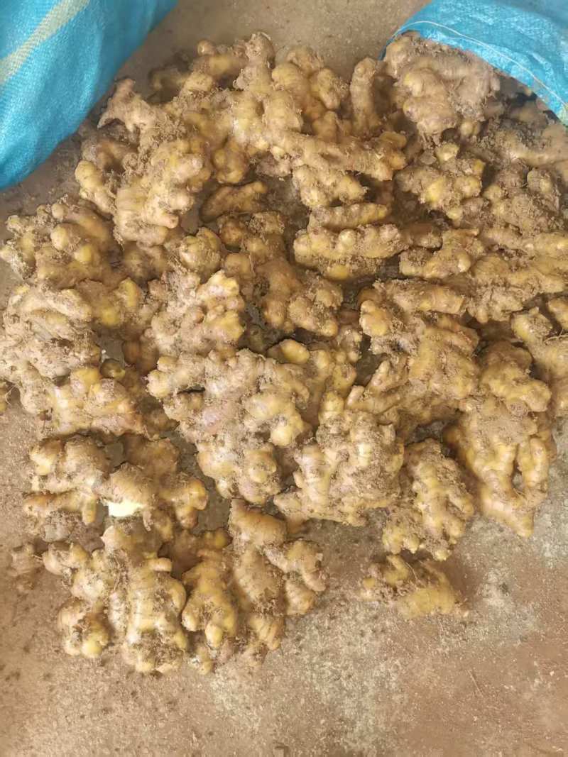 小黄姜生姜窖姜大量供应可视频看货欢迎来电采购洽谈