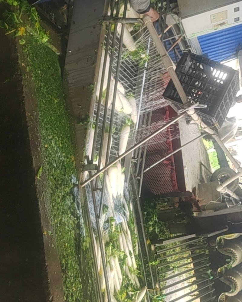 精品白萝卜