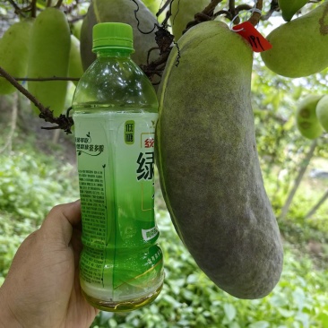 正宗少籽八月炸苗紫果品种根系发达现挖现发保