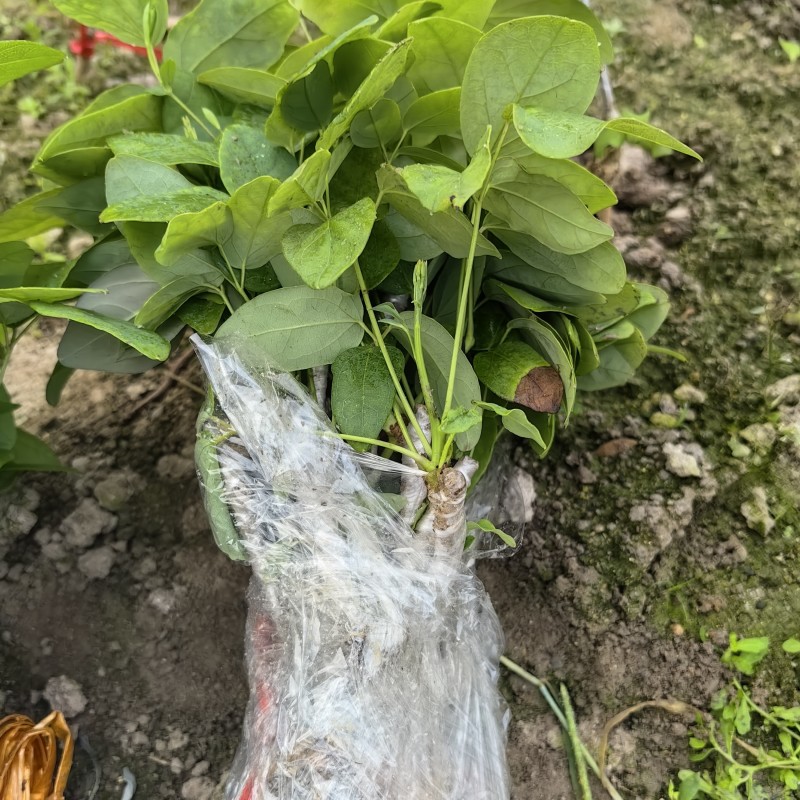 正宗少籽八月炸苗紫果品种根系发达现挖现发保