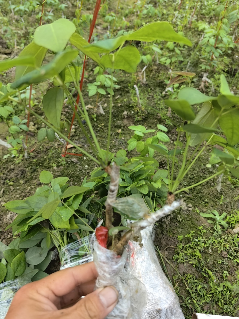 正宗少籽八月炸苗紫果品种根系发达现挖现发保
