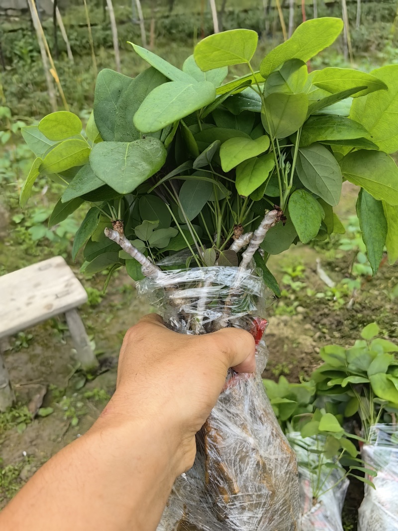正宗少籽八月炸苗紫果品种根系发达现挖现发保