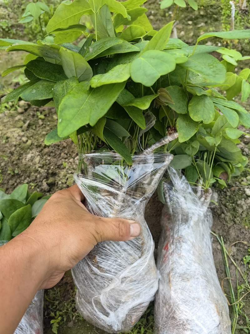 正宗少籽八月炸苗紫果品种根系发达现挖现发保