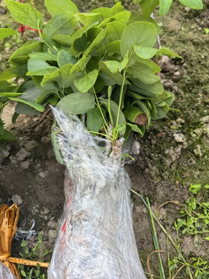 正宗少籽八月炸苗紫果品种根系发达现挖现发保