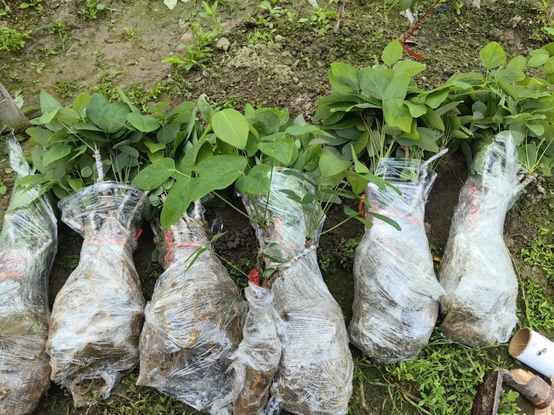 正宗少籽八月炸苗紫果品种根系发达现挖现发保