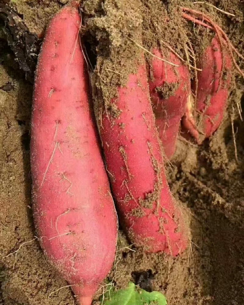 广东湛江红薯西瓜红红薯蜜薯基地直供货源量大从优