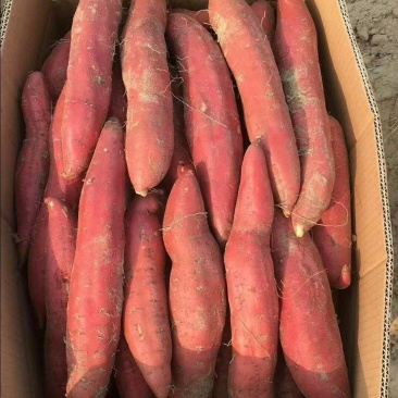 广东湛江红薯西瓜红红薯蜜薯基地直供货源量大从优