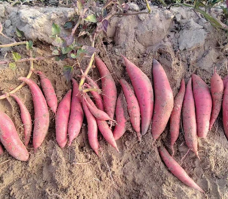 广东湛江红薯西瓜红红薯蜜薯基地直供货源量大从优