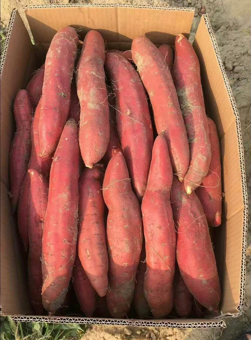 广东湛江红薯西瓜红红薯蜜薯基地直供货源量大从优