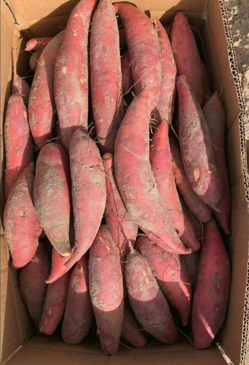 广东湛江红薯西瓜红红薯蜜薯基地直供货源量大从优