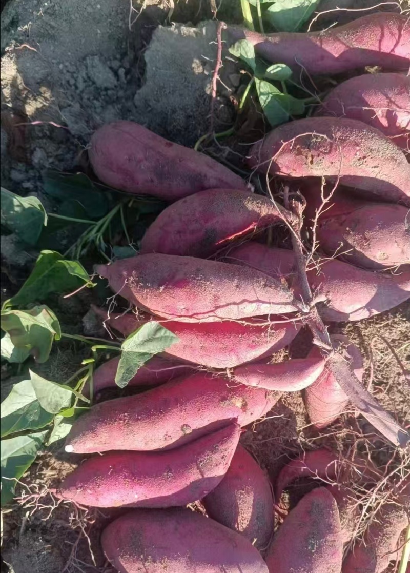 广东湛江红薯西瓜红红薯蜜薯基地直供货源量大从优