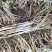 河北大葱长白大葱产地直发大量上市量大从优