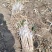 长白大葱，毛葱净葱，基地发货，货源稳定供货全国市场。