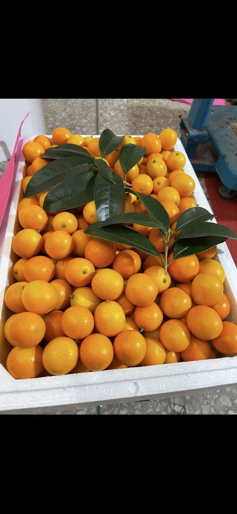 桂林阳朔油皮金桔，酸甜可口，老少皆宜