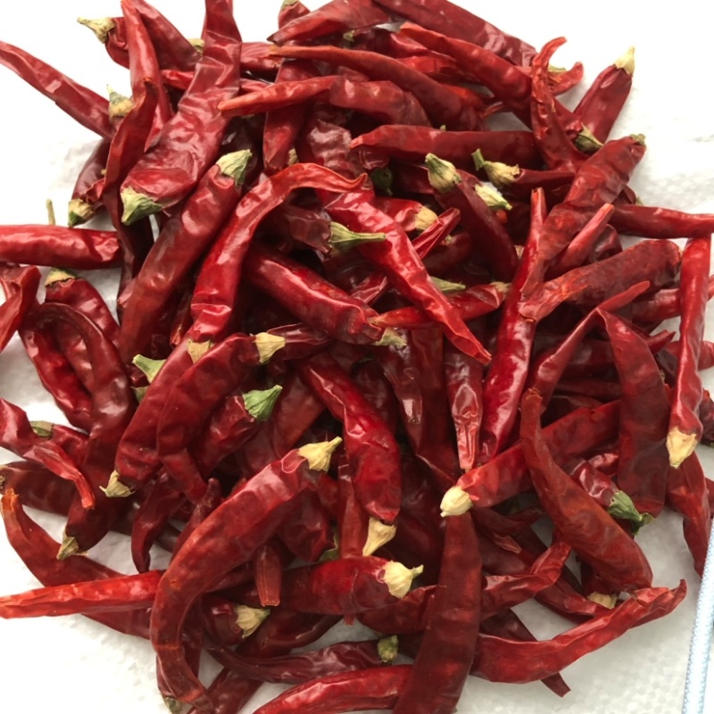 艳椒中高辣度色泽艳，肉厚味浓批量供应餐饮**