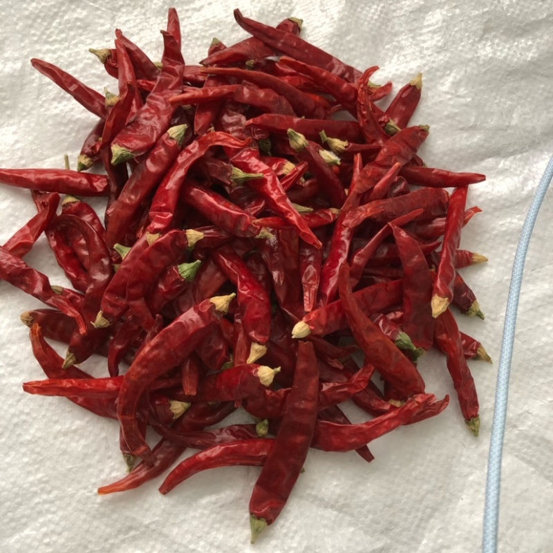 艳椒中高辣度色泽艳，肉厚味浓批量供应餐饮**