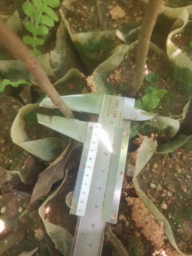 广西浦北县红椎苗