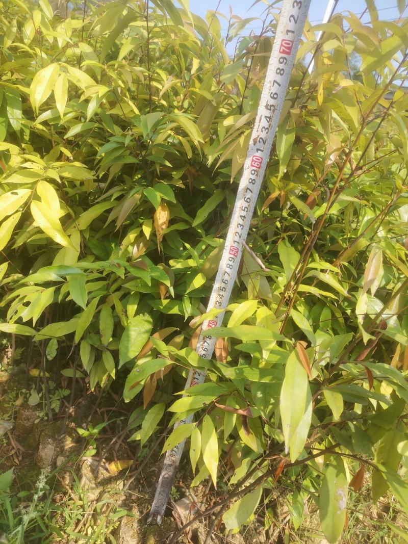 广西浦北县红椎苗