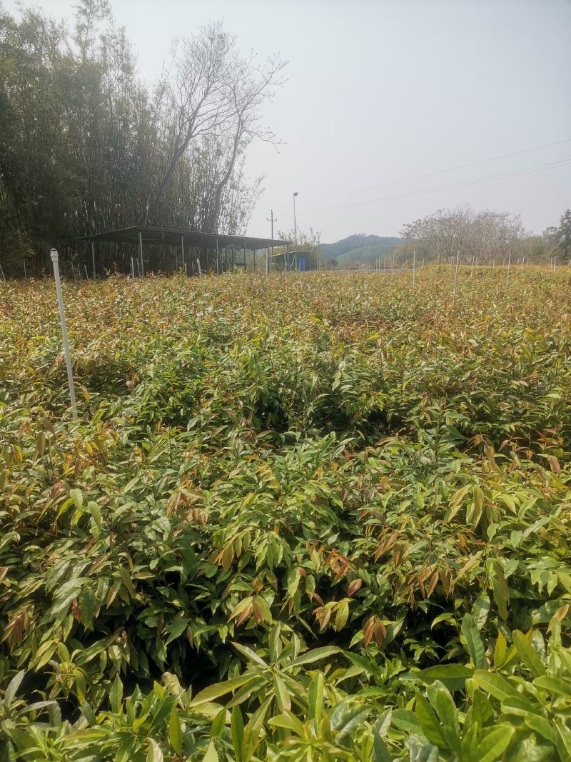 广西浦北县红椎苗
