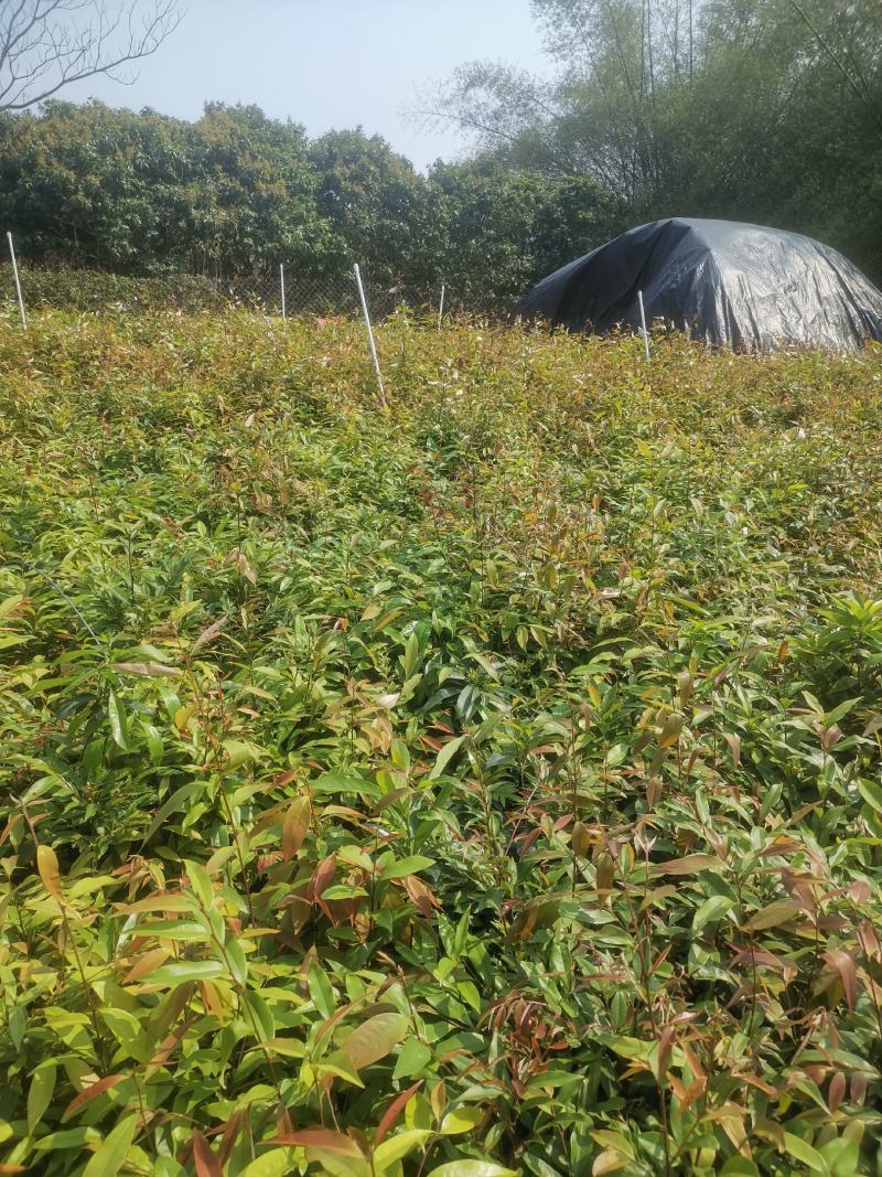 广西浦北县红椎苗