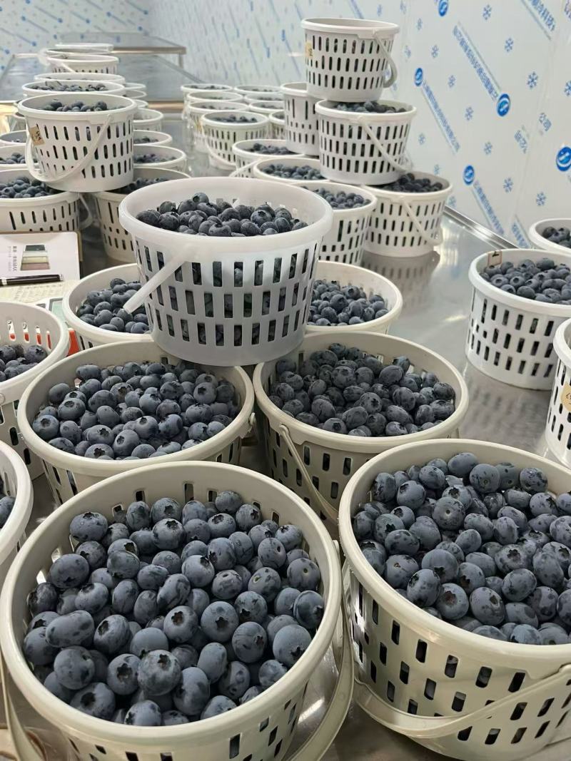 广西食养优选供应链有限公司精品蓝莓现货大量批发