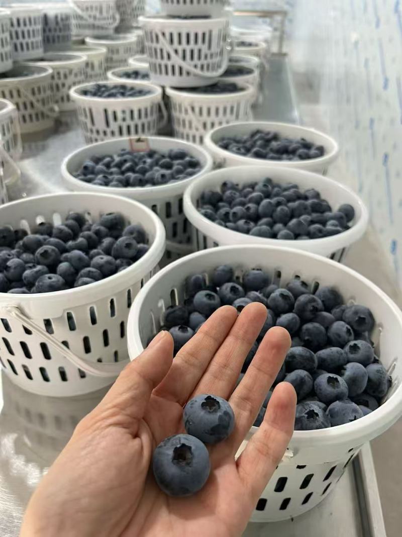 广西食养优选供应链有限公司精品蓝莓现货大量批发