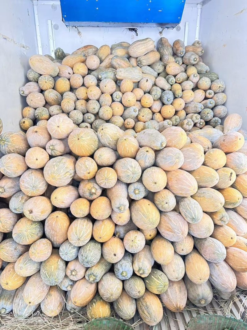 蜜本南瓜【优质南瓜】大量供应加工厂，食堂，商超