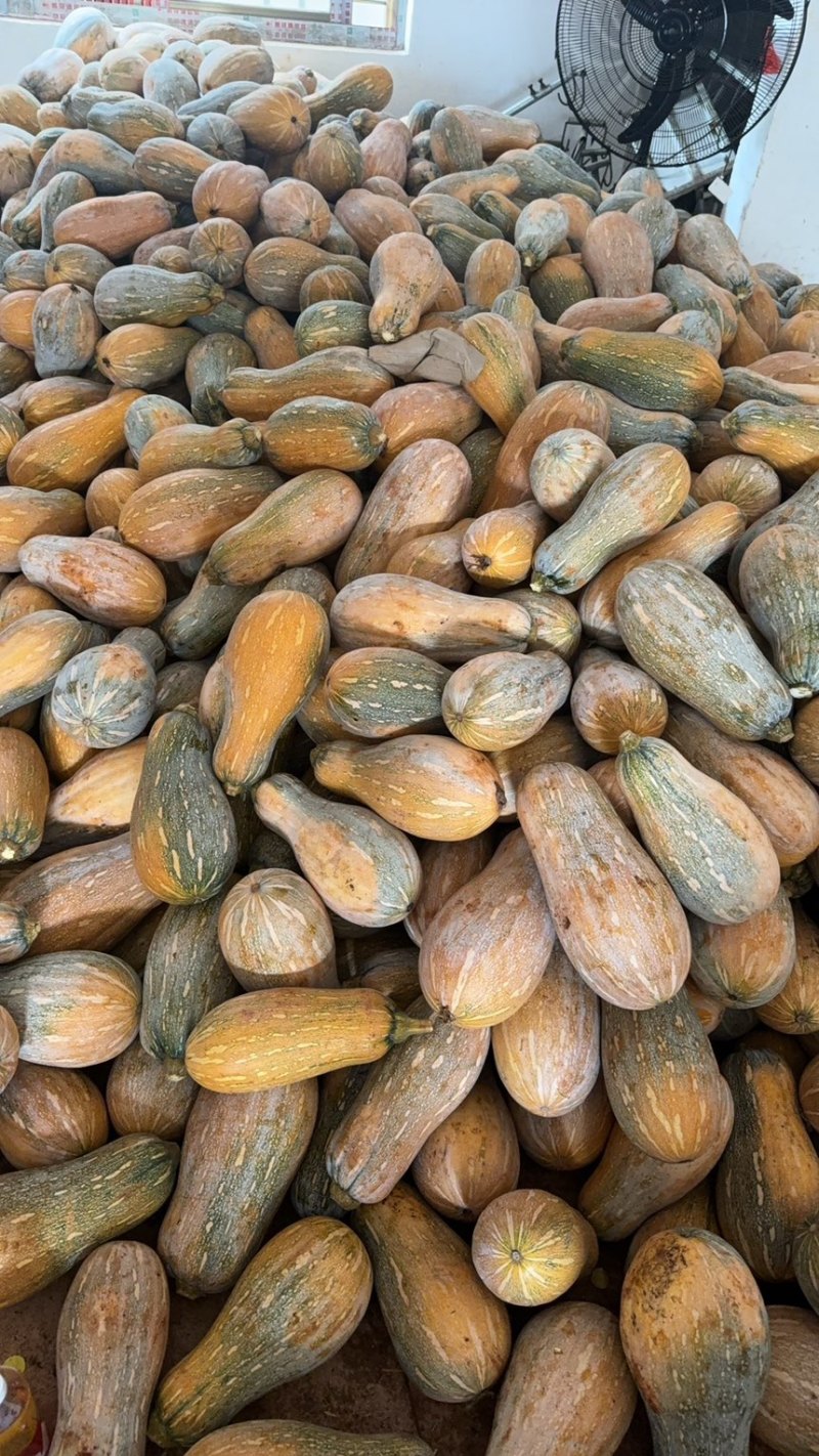 蜜本南瓜【优质南瓜】大量供应加工厂，食堂，商超