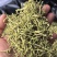金银花双花农副产品绿花不满意可退换货