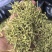 金银花双花农副产品绿花不满意可退换货