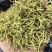 金银花双花农副产品绿花不满意可退换货