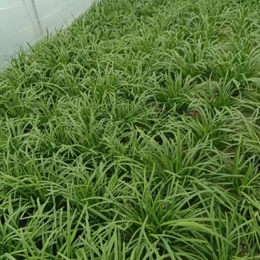 精品韭菜
