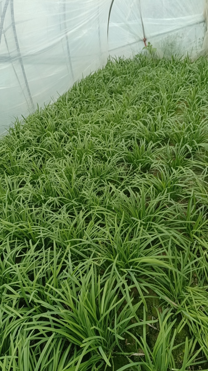 精品韭菜