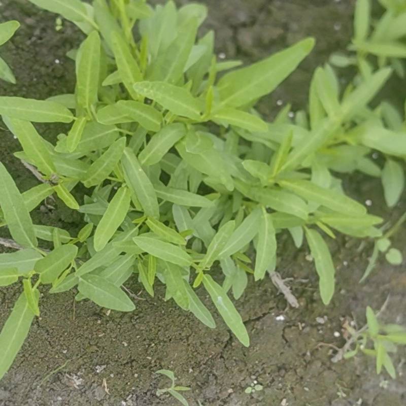 成都空心菜苗，大小叶