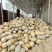 蜜本南瓜【优质南瓜】大量供应加工厂，食堂，商超