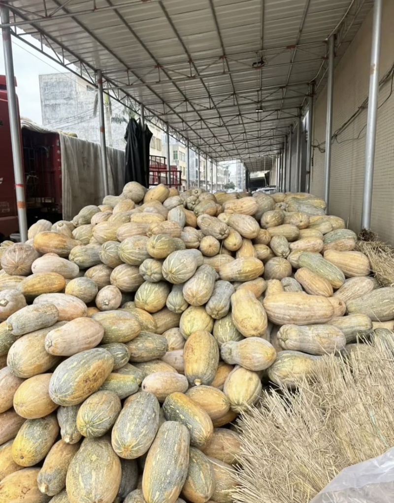 蜜本南瓜【优质南瓜】大量供应加工厂，食堂，商超