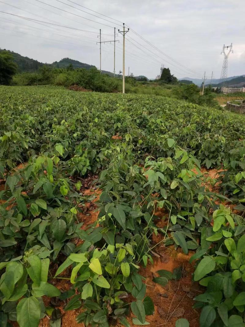 三叶木通八月瓜苗紫果品种裸根苗现挖现发产地批发