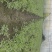 成都空心菜苗，大小叶