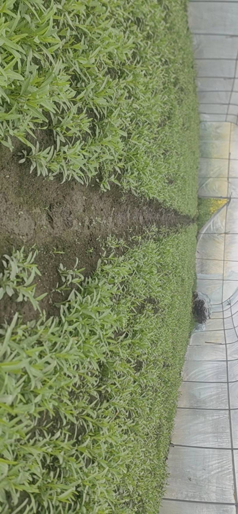 成都空心菜苗，大小叶