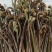 蕨苔干