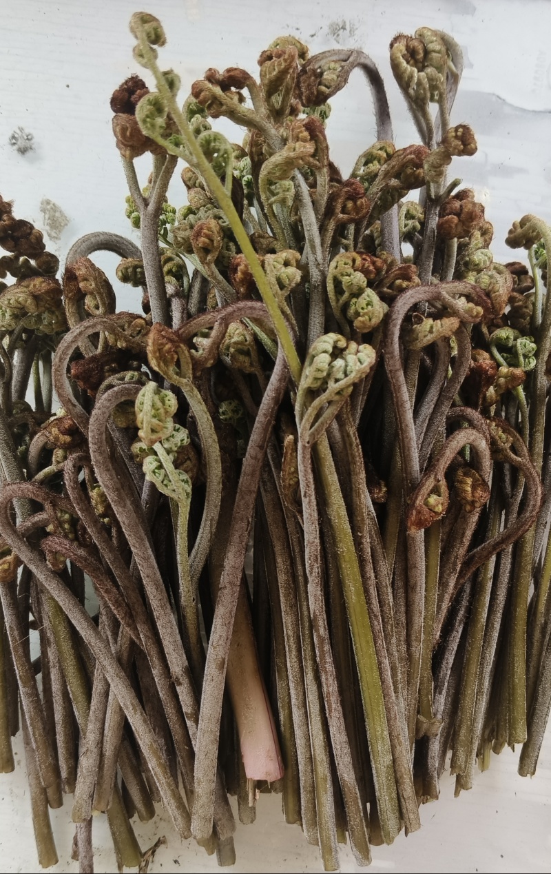 蕨苔干