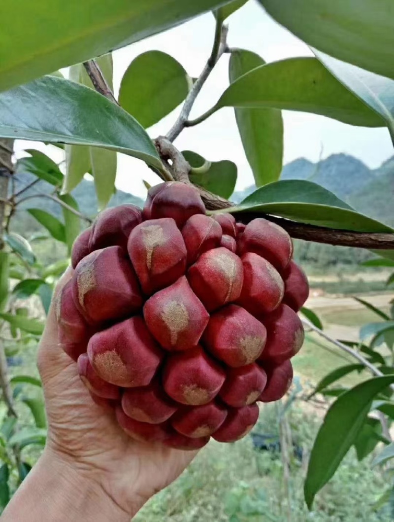 布福娜黑老虎苗基地直供品种纯正量大从优保湿发