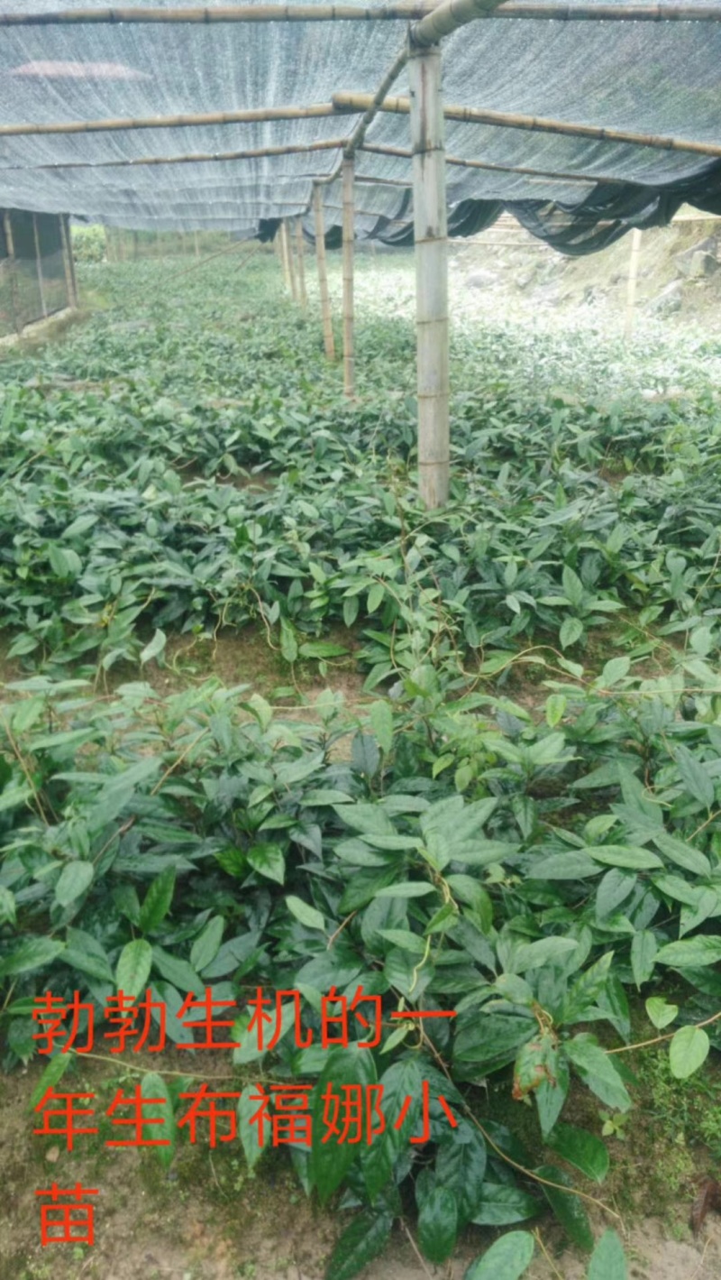 布福娜黑老虎苗基地直供品种纯正量大从优保湿发