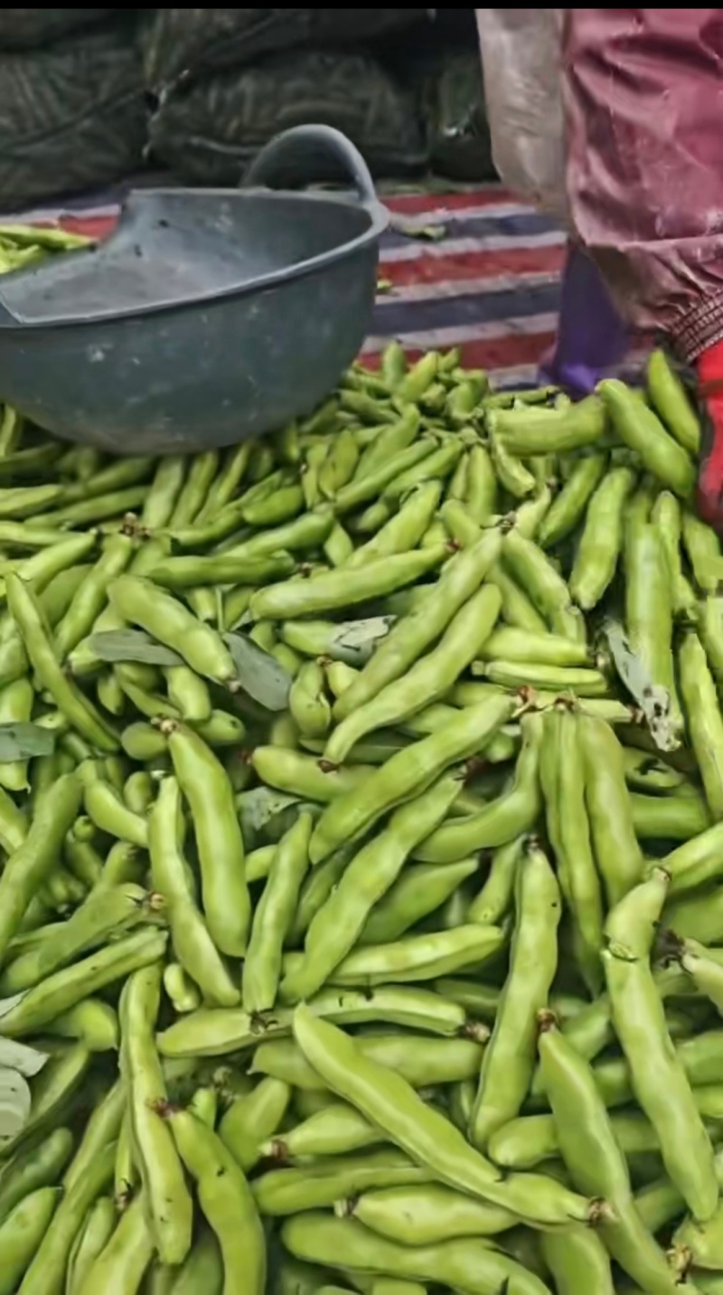 福建蚕豆，豆米