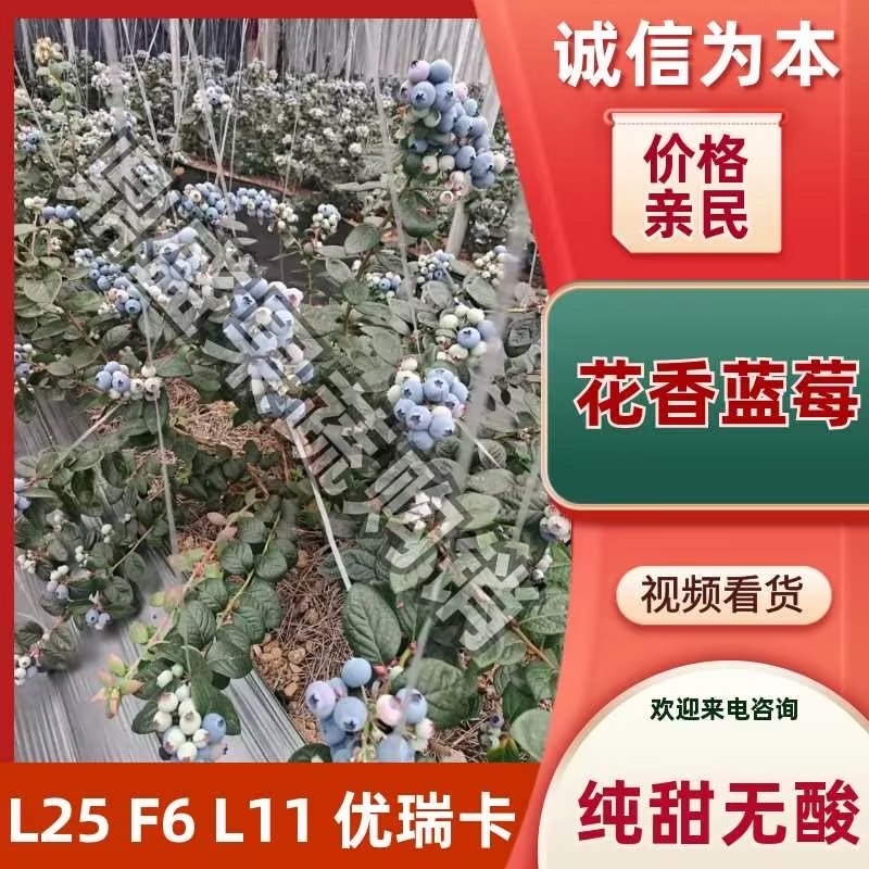L25蓝莓，产地直供，量大从优，欢迎采购，保质保量